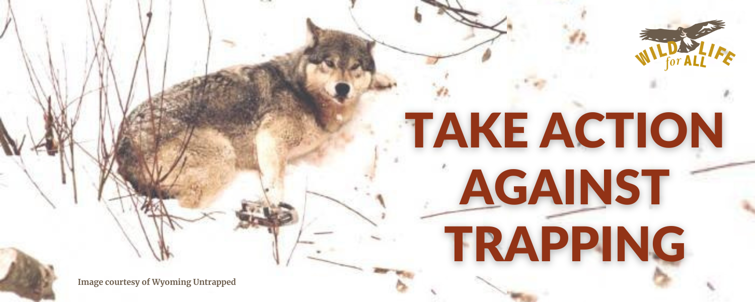 A wolf sits with its leg in a trap in the snow. Image text reads, "Take a stand against trapping" in red.