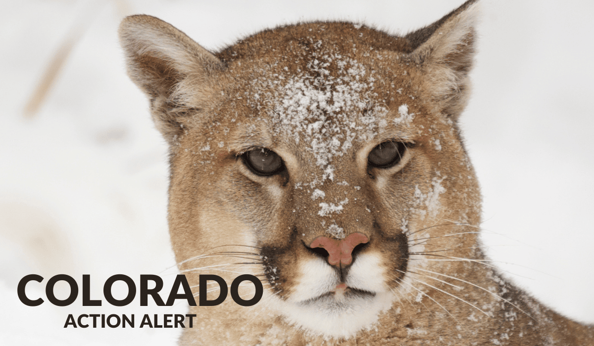 An image of a mountain lion looking at the camera for a Colorado Wildlife Commission action alert