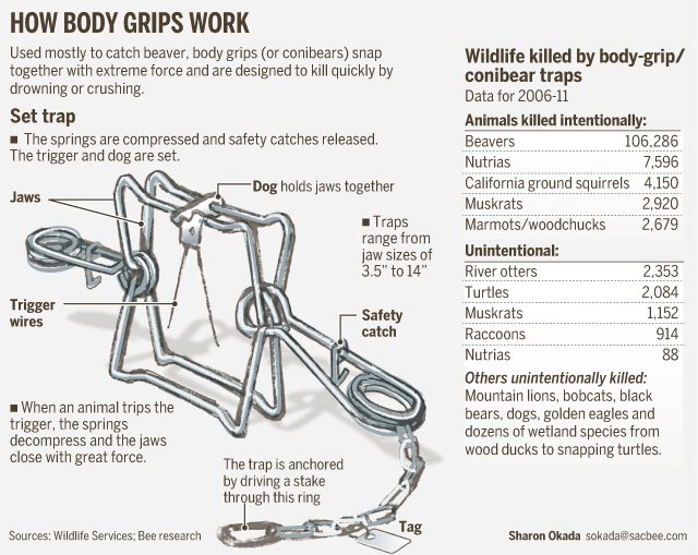 ConibearTrapIllustrationfromSavesAmericasWolves Illustration of a conibear or body gripping trap