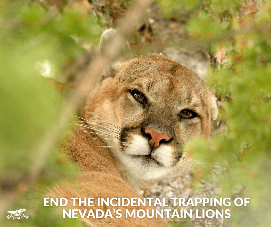 A mountain lion looks through pine branches to a camera below. Text on the image reads, "End the incidental trapping of Nevada's mountain lions."