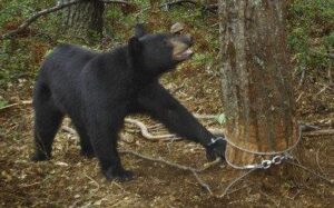 A black bear stands looking up at a tree with a trap on it's front left foot.