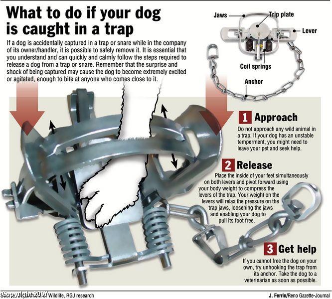 What-to-do-if-pet-caught-in-leghold-trap-from-Save-Americas-Wolves Illustration showing how to free your dog from a leghold trap