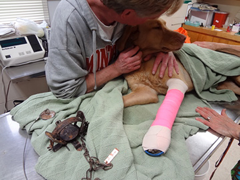 monte1-PeteRamberg-2012-TrapFreeMontana Image of a dog being held by its owner wearing a pink cast on its front leg with a leghold trap that it was freed from placed on the left side of the operating table the dog is resting upon.