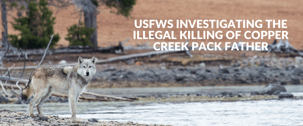 An image of a wolf standing on the shores of a lake. The text reads, "USFWS Investigating the Illegal Killing of COPPER CREEK PACK FATHER."