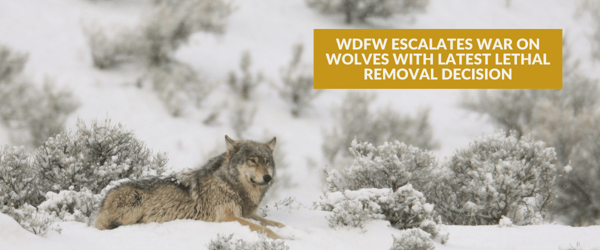 A gray wolf lays in a snowy landscape dotted with snow-capped sagebrush. Text on the image in a yellow bow reads, "WDFW Escalates War on Wolves with Latest Lethal Removal Decision." Below that, bolded text says, The department announced yesterday that Columbia Pack will be targeted in increasingly aggressive actions towards wolves."