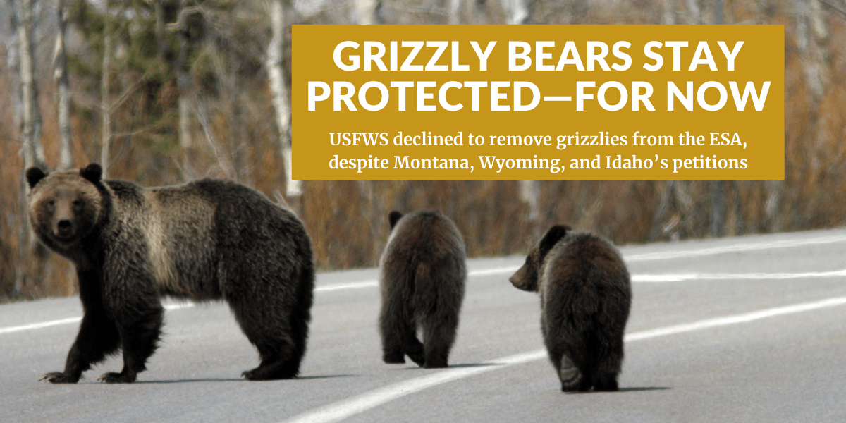 Grizzly 399 walks across a road in Grand Teton park with two of her cubs from 2007 in tow. She faces left and is looking back at the camera while her cubs are facing away from the camera. text on the image reads, "Grizzly Bears Stay Protected—For Now USFWS declined to remove grizzlies from the ESA, despite Montana, Wyoming, and Idaho’s petitions."