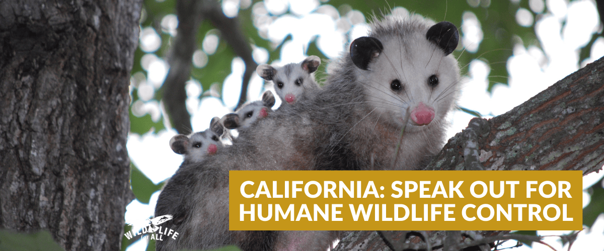 A mother opposum sits on a tree branch in the summer with green leaves blurred in the background. Three babies peek over her back, their faces just visible. Text in a yellow box urges people in California to help make nuisance trapping more humane, stating "CALIFORNIA: SPEAK OUT FOR HUMANE WILDLIFE CONTROL" in white, capitalized letters.