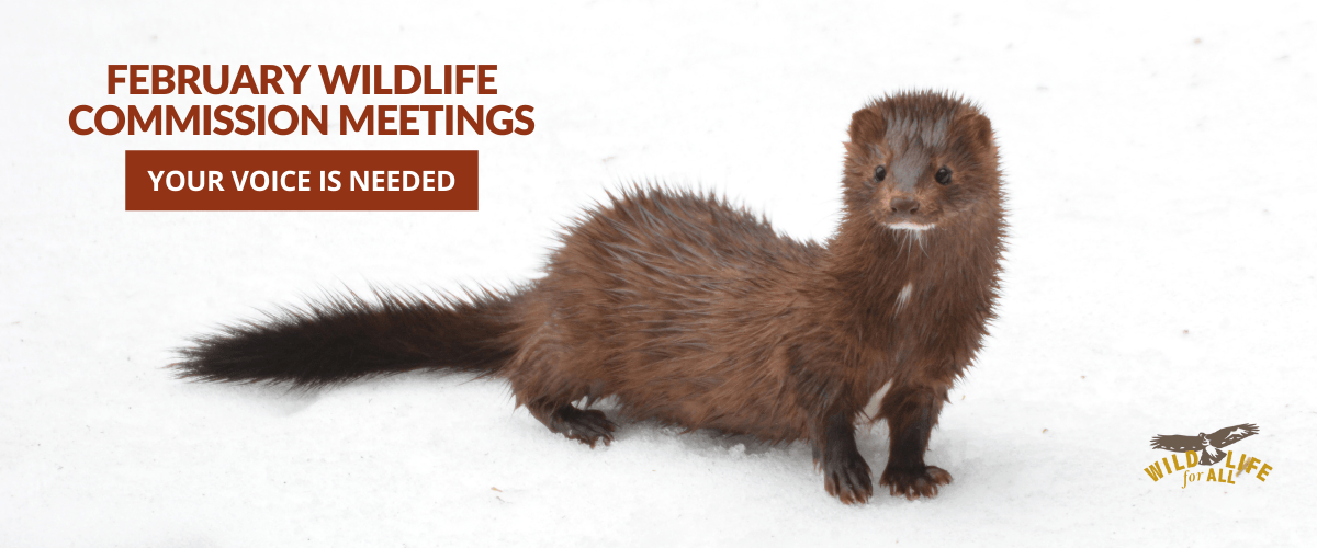 A small reddish-brown mink with a white snip of fur on her chest stands on a snowbank, looking alertly at the camera. Text in red on the image reads, "FEBRUARY WILDLIFE COMMISSION MEETINGS, Your voice is needed."