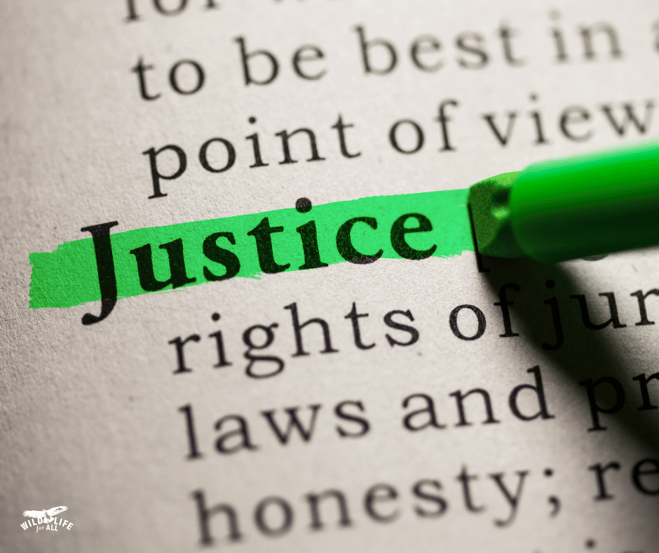 A photo of a dictionary with the word "Justice" highlighted in green shows the importance of honoring Black History Month.