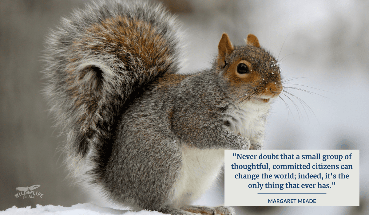 A gray squirrel looks to the right in a blurred winter landscape. His face and tail and reddish points to the fur while his back and body and dark gray except for his white chest and throat. On the image, a quote in a white box reads, "“Never doubt that a small group of thoughtful, committed citizens can change the world; indeed, it's the only thing that ever has." -Margaret Meade