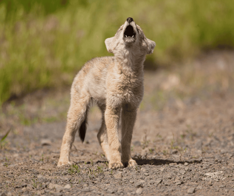 A coyote pup howls into the air in a spring landscape. This weekend, a bar in Wyoming will host a coyote killing contest.