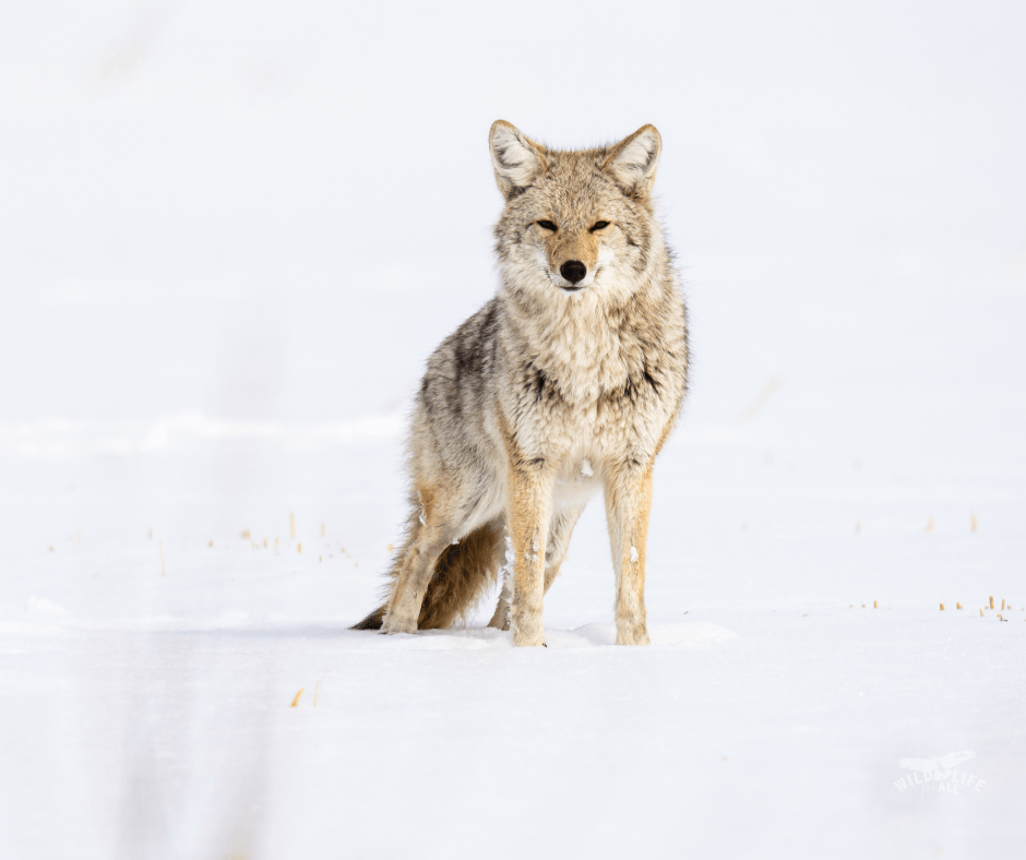 A coyote stands in a snowy field, looking at the camera. It's clear from its stance the animal is ready to run away at a moment's notice. This weekend, a bar in Wyoming will host a coyote killing contest. 