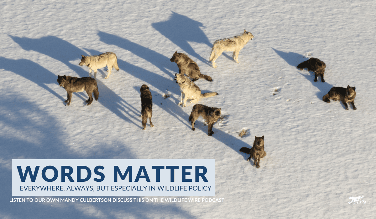 A pack of wolves in Yellwostone sits in the snow with the sun casting long shadows from the bottom right edge of the image. Three gray wolves and seven black wolves are gathered to howl and the camera is looking down on them from above. Text on the image in dark blue inside a light blue box reads, "Words matter everywhere, always, but especially in wildlife policy. Listen to our own Mandy Culbertson discuss this on the Wildlife Wire Podcast.