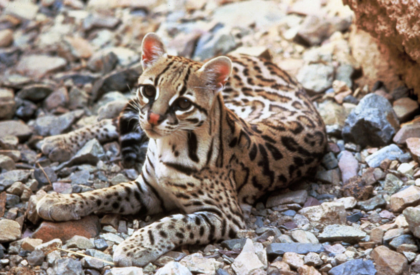 An ocelot lounges on rocks, looking at the camera with its body angled to the right and behind it. Image by Tom Smylie. Ocelots are sometimes treed by hound hunters in Arizona.