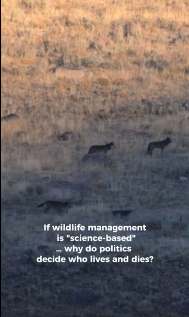 A screenshot of a YouTube Short made by Wildlife for All shows wolves crossing a sagebursh field in the Lamar Valley in Yellowstone National Park. Text on the image reads, "If wildlife management is ‘science-based’… why do politics decide who lives and dies?"