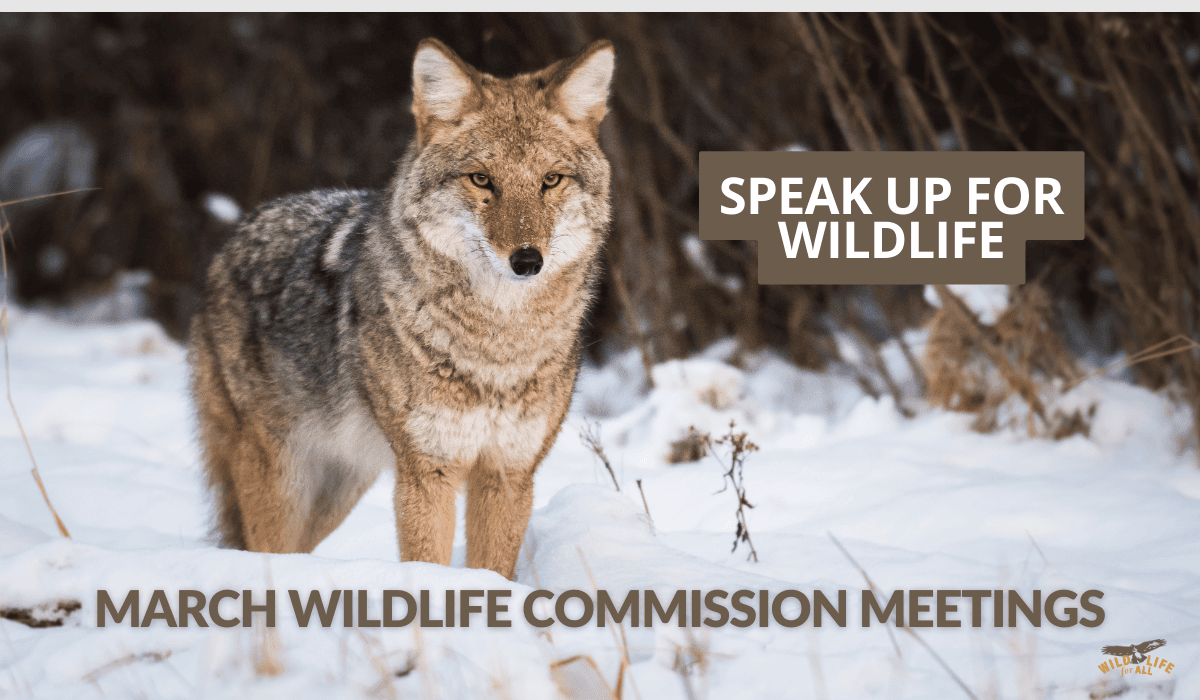 A coyote stands on the left side of the image looking center-right. There is snow on the ground and behind the coyote is dense winter woods without vegetation. Text in red on the image reads, "MARCH WILDLIFE COMMISSION MEETINGS, Speak up for wildlife."
