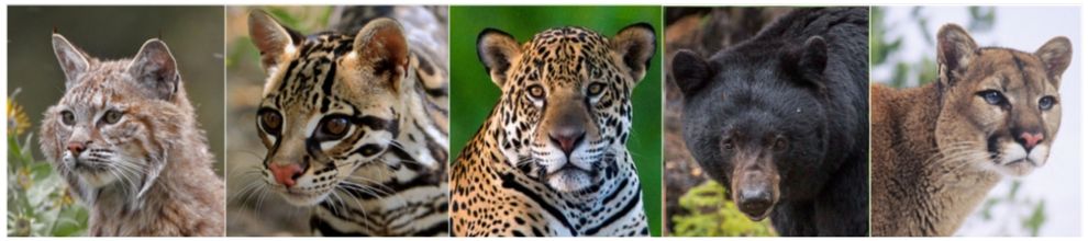 Images of animals who are hounded in Arizona: bobcat, ocelot, jaguar, black bear, mountain lion