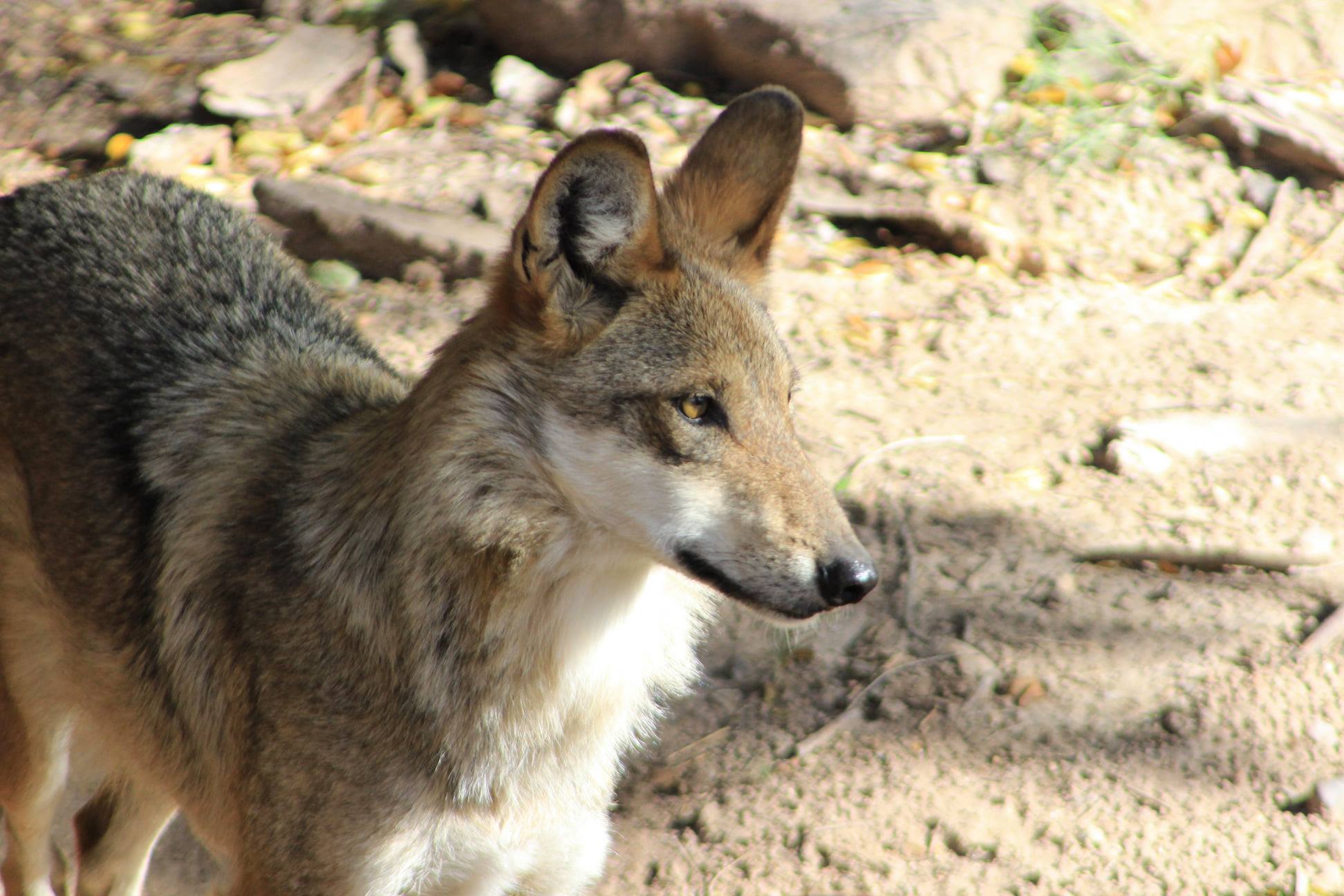 Cindy, a female wolf at the ABQ BioPark, stares from the left side of the image into the right side with her fuzzy ears cocked toward the camera. Cindy was sent to Sevilleta National Wildlife Refuge for pre-release into the wild in in 2021. During LoboWeek 2025, advocate for bonded pairs of adult Mexican gray wolves to be released together into the wold. Photo: ABQ BioPark.