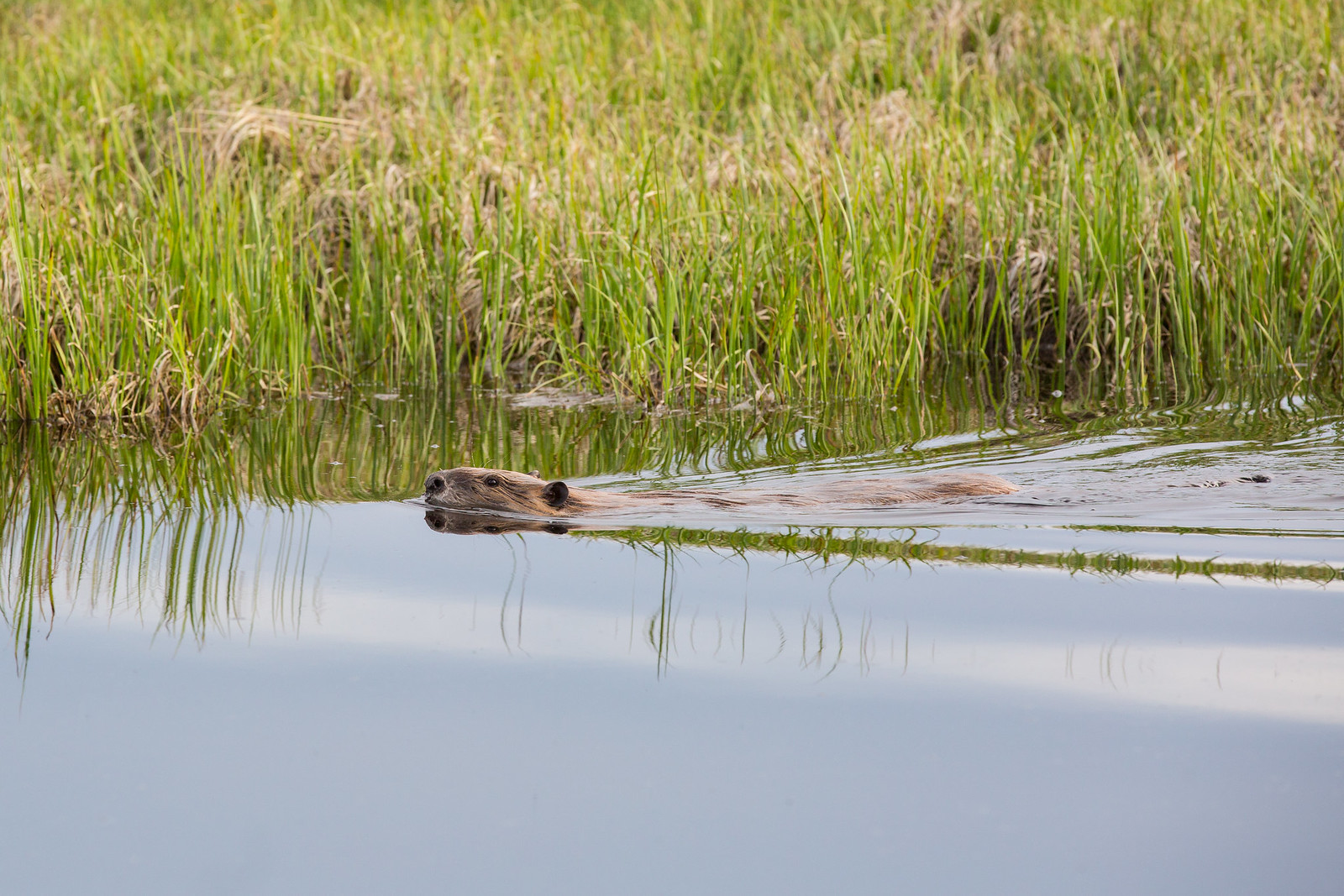 A beaver swims through Swan Lake in Yellowstone National Park. A beaver swims underwater in Glacier National Park. Credit National Parks Service, Neal Herbert. 