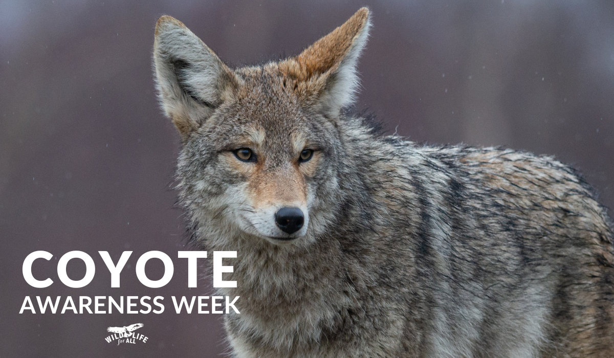 A coyote looks at the camera with one ear cocked. The text on the image reads, Coyote Awareness Week.
