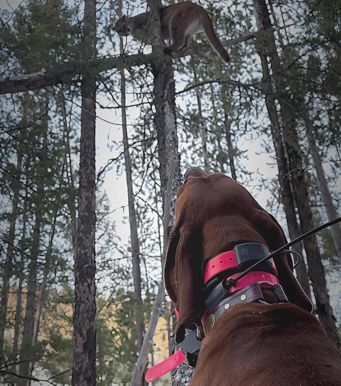 A red hound wearing a GPS collar in the lower right corner of the image bays at a mountain lion in a tree. Wildlife organizations have filed a rulemaking petition with the Arizona Game and Fish Commission to end hound hunting in Arizona to protect wildlife. 