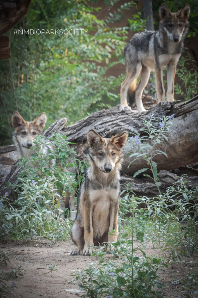LoboWeek 2025 offers a chance to advocate for Mexican gray wolves. These three Mexican gray wolf pups starting at the camera while standing and sitting around a log in their enclosure were born in May 2020 at the Albuquerque BioPark. Photo by ABQ Bio Park. 