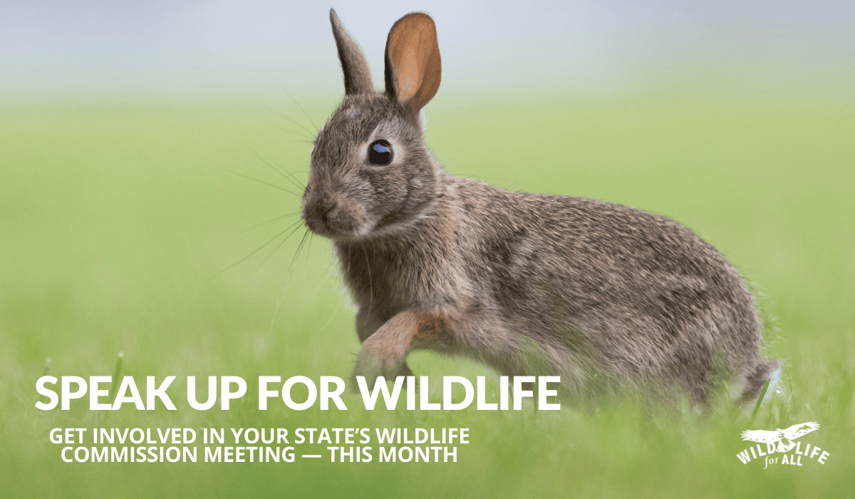 A young cottontail rabbit runs through blurred out (bokeh) green grass. Text on the image reads, "Speak up for wildlife. at April wildlife commission meetings"