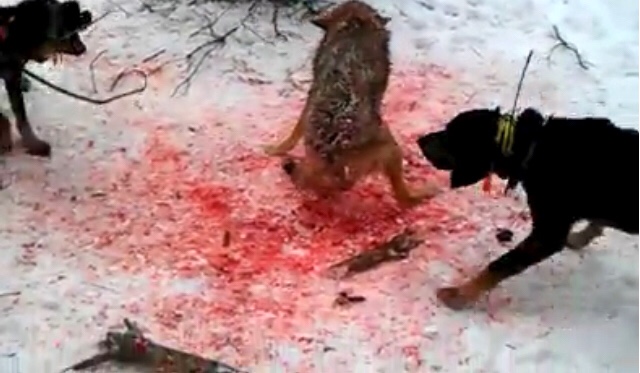 Two hounds corner a coyote in the snow, tearing it bloody. The snow beneath the coyote is bright red for several feet. Biased journalism from one Arizona outlet, The Mountain Daily Star, dismisses the scientific underpinnings of our petition on hound hunting, ignoring fair chase laws, ethics, and the broader call for wildlife governance reform.