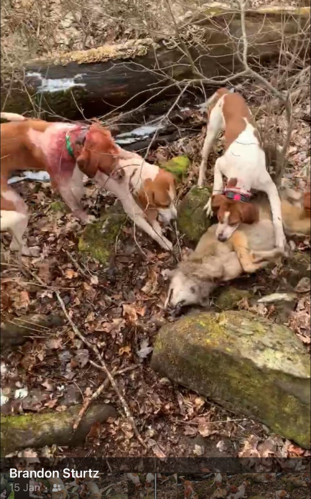 Hounds tear into a coyote on the forest floor after cornering it. Biased journalism from one Arizona outlet, The Mountain Daily Star, dismisses the scientific underpinnings of our petition on hound hunting, ignoring fair chase laws, ethics, and the broader call for wildlife governance reform.