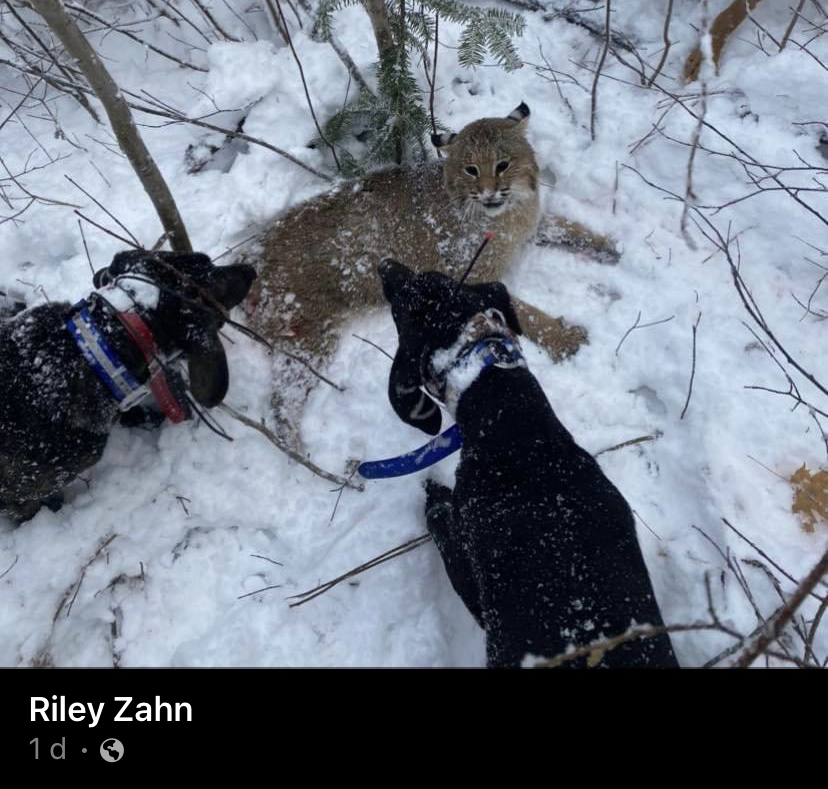Two hounds corner a bobcat in the snow. Biased journalism from one Arizona outlet, The Mountain Daily Star, dismisses the scientific underpinnings of our petition on hound hunting, ignoring fair chase laws, ethics, and the broader call for wildlife governance reform.