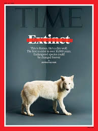 An image of Time Magazine's cover about dire wolves with the word, "extinct," crossed out in red.