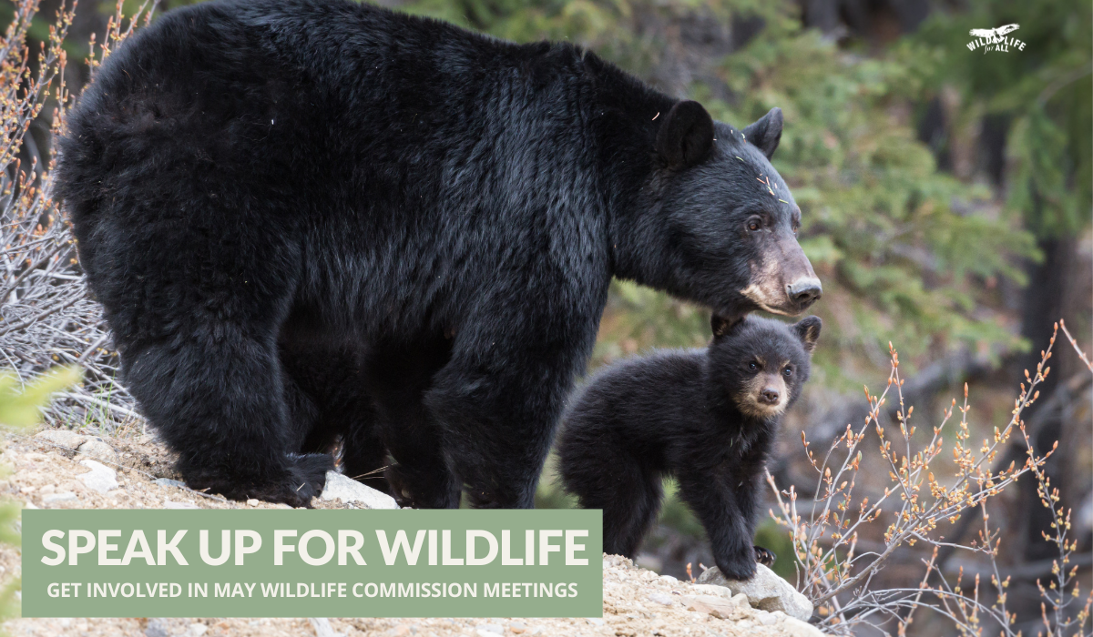 A black bear and her cub stand on a rock with evergreen forest behind them. Light text in a spring green box reads, "Speak Up For Wildlife. Get involved in May wildlife commission meetings."