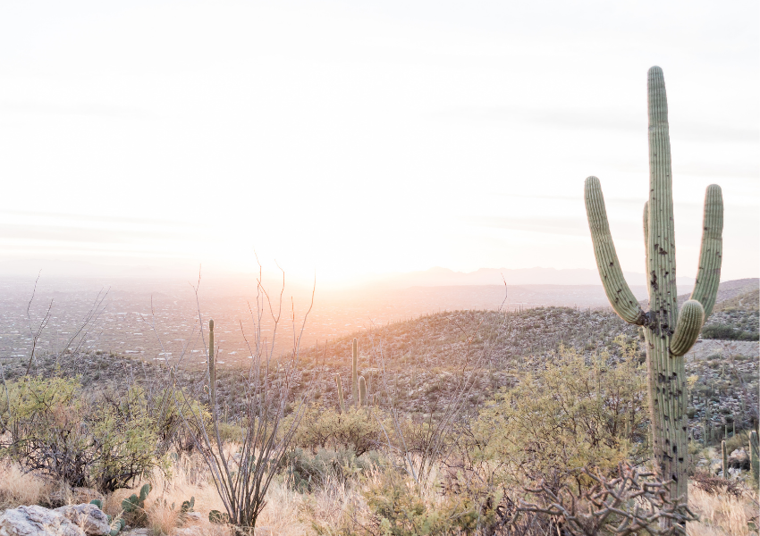 A warm pink sunrise view of the Chihuahuan Desert's open terrain and distant mountain range featuring native cacti, yucca, and scrub brush—ancestral Indigenous lands and a global biodiversity migration corridor now at risk of being cut off by border walls and military occupation designated by NSPM-4.