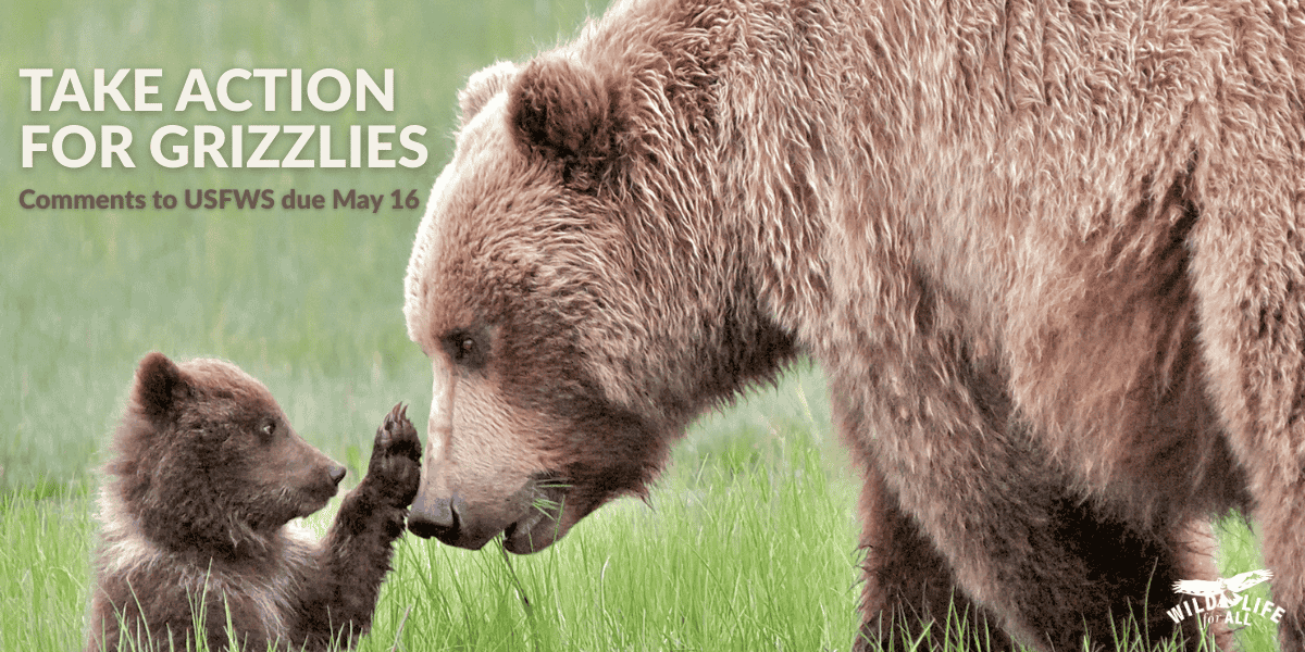 Take action for grizzlies by commenting to the USFWS on their proposal by May 16. 