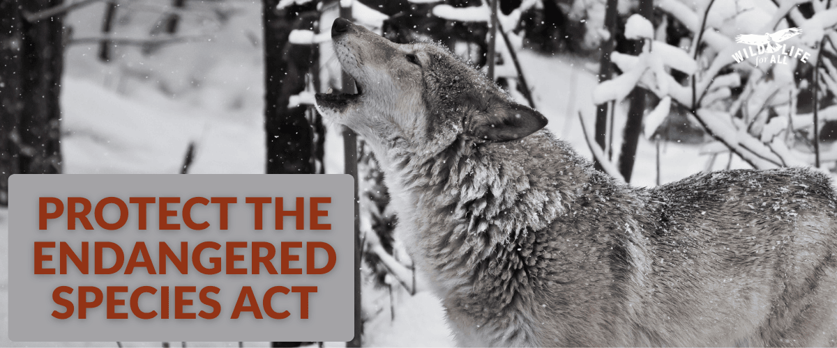 A gray wolf howls and red text on the image reads, "Protect the Endangered Species Act."