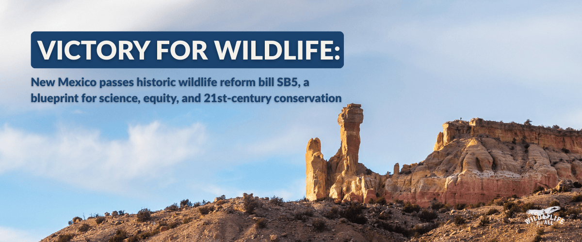 An image of a New Mexico desert vista of tock structures against a blue sky. Test on the image in white and blue reads, "Victory for wildlife: New Mexico passes historic wildlife reform bill SB5, a blueprint for science, equity, and 21st-century conservation." SB5 reforms New Mexico’s wildlife governance—marking a landmark win for biodiversity, ecosystems, and public representation.