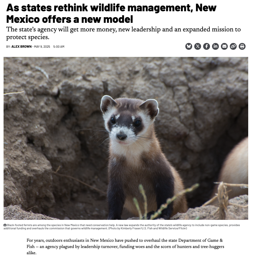 A screenshot of the Stateline article on SB5, showing the headline above an image of a black-footed ferret exiting a burrow. The headline reads, "As states rethink wildlife management, New Mexico offers a new model The state’s agency will get more money, new leadership and an expanded mission to protect species."