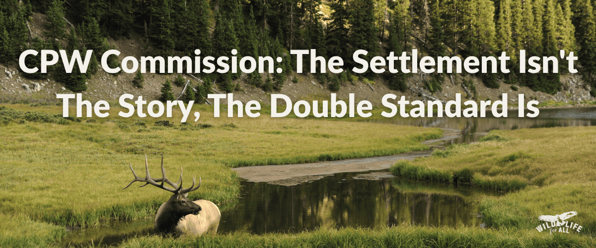 A bull elk stands in a Colorado mountain meadow with an evergreen forest and stream behind. Text on the image reads, "CPW Commission: The Settlement Isn't The Story, The Double Standard Is."