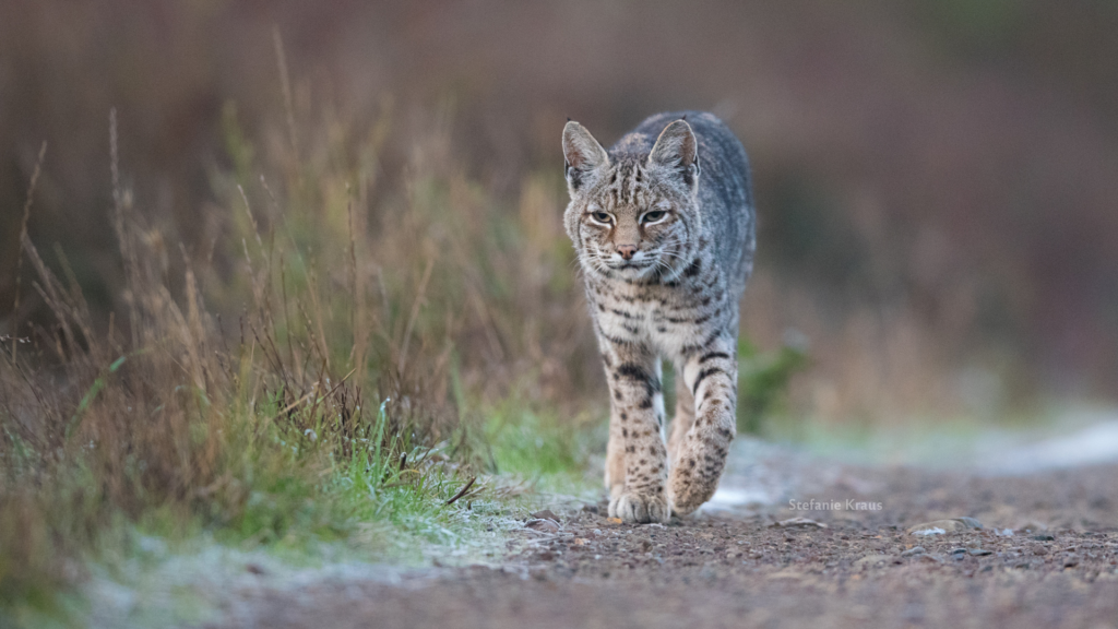 Marin County Bobcat