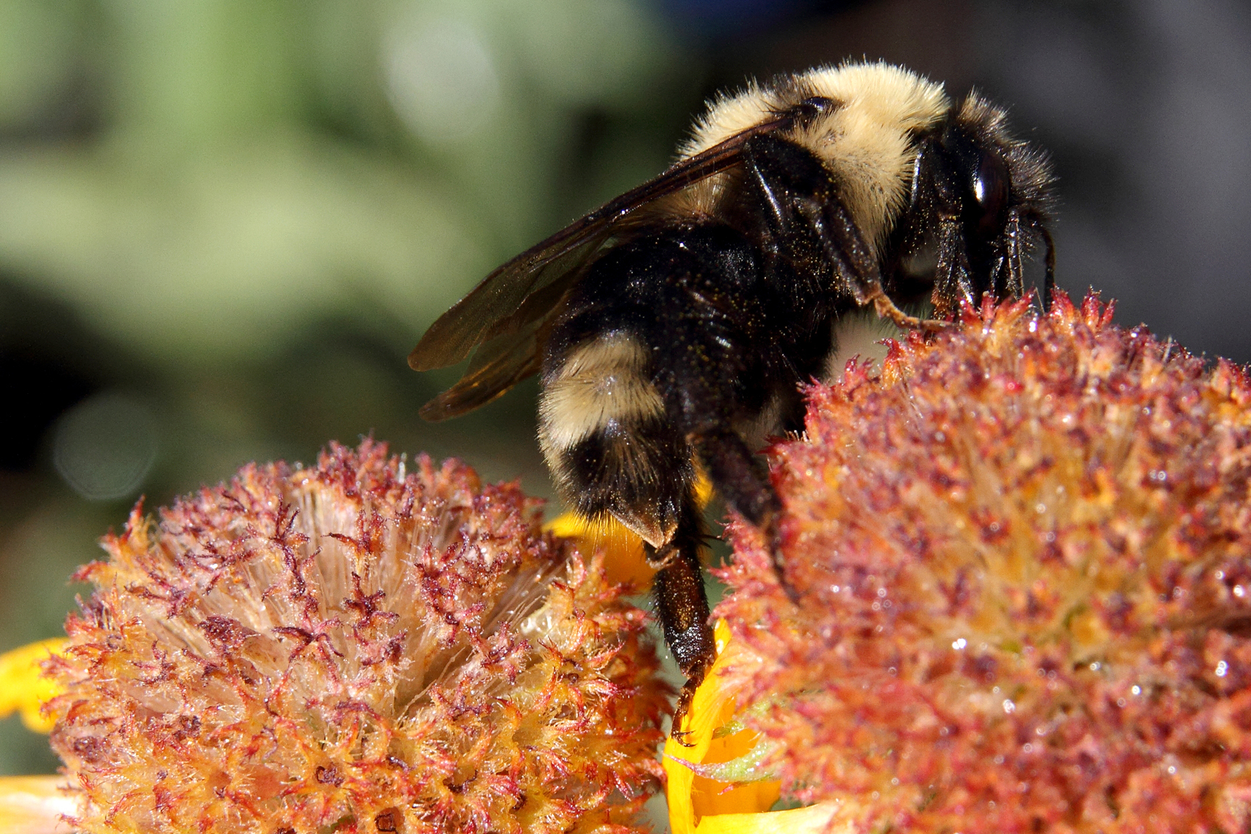 A Suckley's Cuckoo Bumblebee. This bee is proposed to be listed under the Endangered SpeciesAct in the same notice as Monarch BUtterflies. Take two actions: comment to protect monarch butterflies as endangered by Monday, May 19, and to protect the Endangered Species Act itself. Image courtesy of USFWS. 