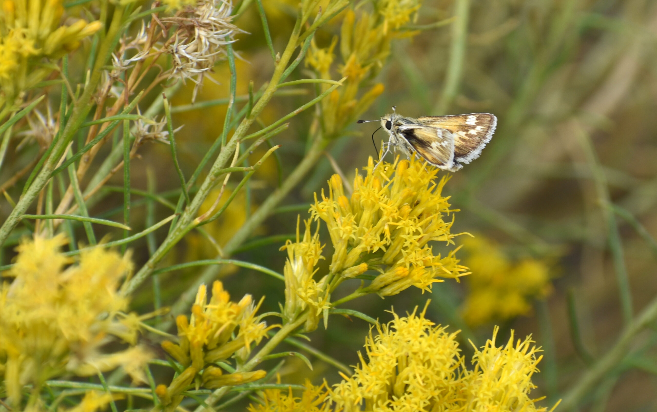 A Bleached Sandhill Skipper. This butterfly is proposed to be listed under the Endangered SpeciesAct in the same notice as Monarch Butterflies. Take two actions: comment to protect monarch butterflies as endangered by Monday, May 19, and to protect the Endangered Species Act itself. Image courtesy of USFWS.