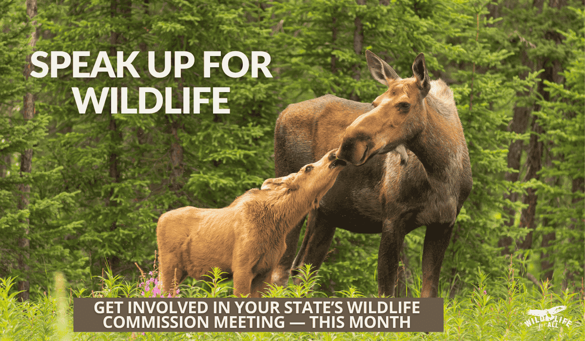 A mother moose and her calf touch noses in a green field with a forest behind them. Text on the image reads, "Speak up for wildlife. Get involved in your state's wildlife commission meeting this month." this post is about getting involved in June wildlife commission meetings.