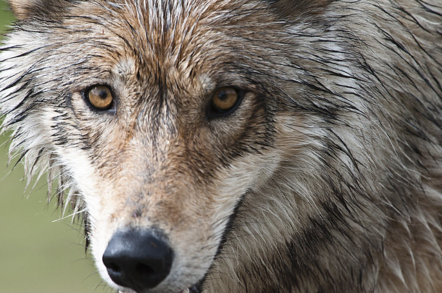 Wolf pups in Colorado bring hope