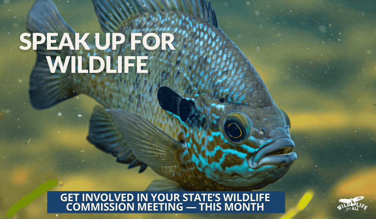 Speak up at July wildlife commission meetings, happening in many states. In the image, a vibrant bluegill fish swims towards the camera showing off the bright blue varigation on its scales. 